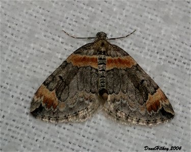 Carpet Moth 9july2004