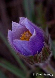 Pasque Flower April 15, 2017 on CR 12, Marvine Creek road.