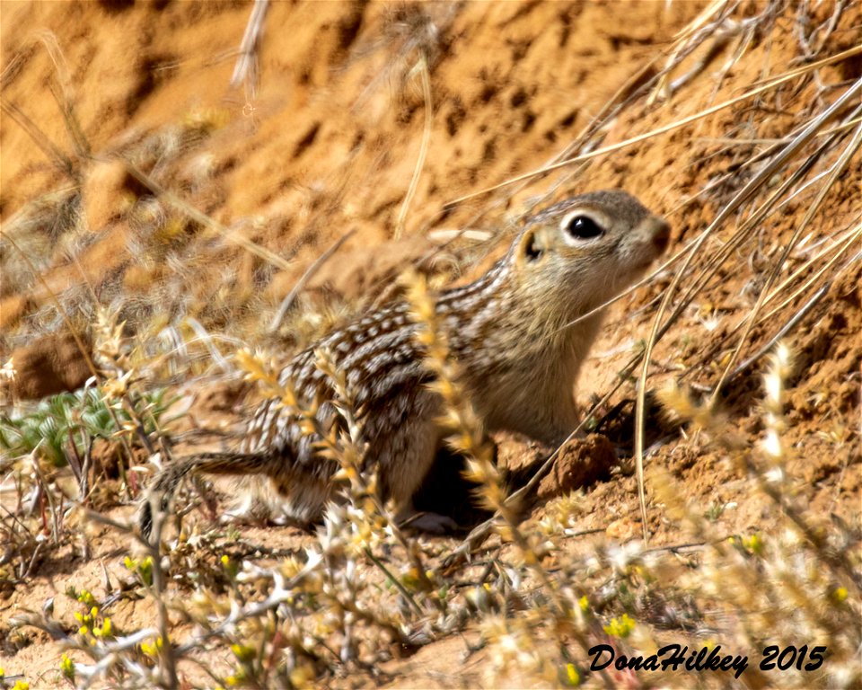 Thirteen-lined Squirrel