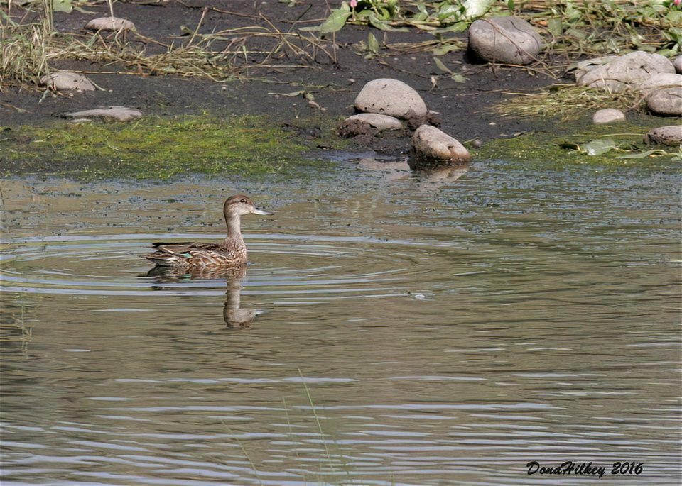 Green-winged Teal female
