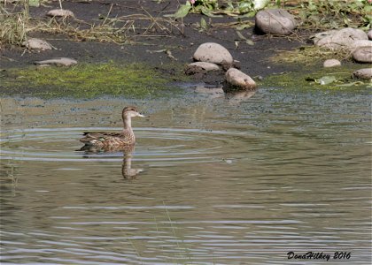 Green-winged Teal female
