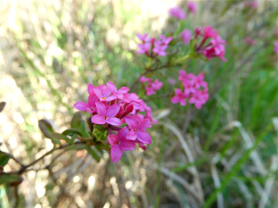 Daphne cneorum L., 1753 photo