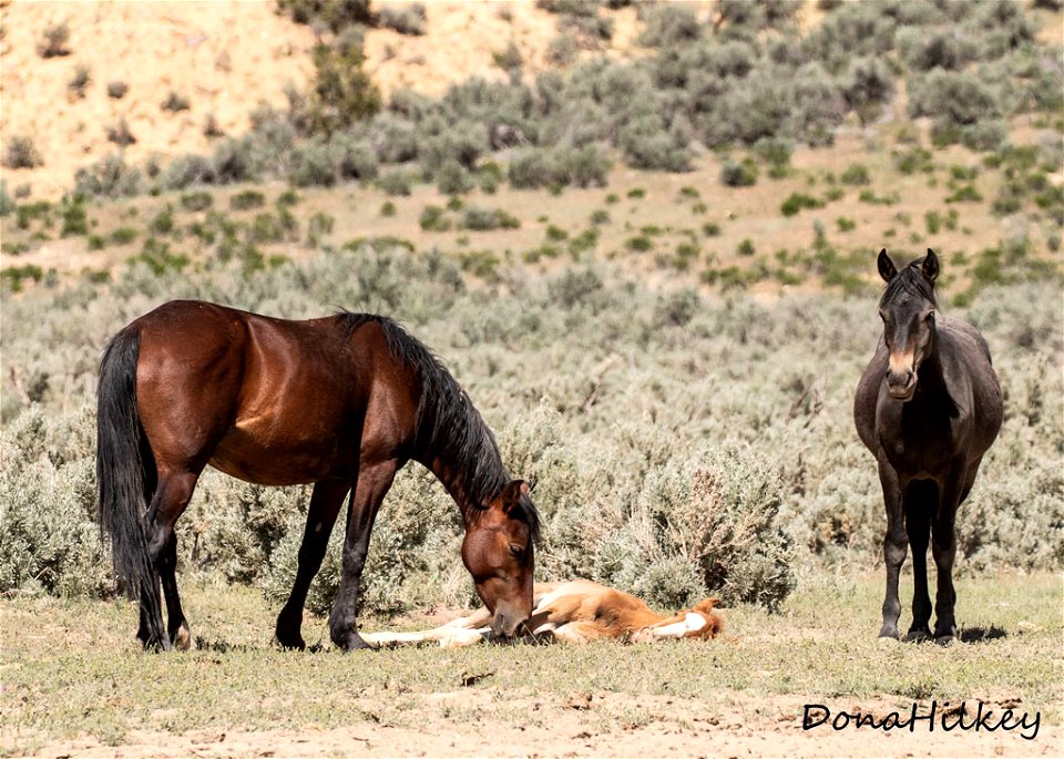 web-letting-the-foal-sleep
