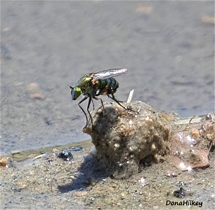 unid-fly-7june2021-PED-2-