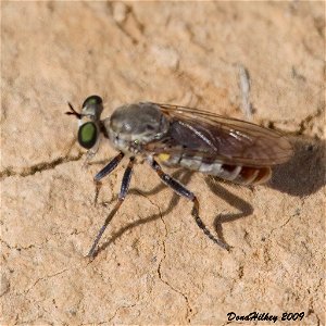 Robber Fly photo