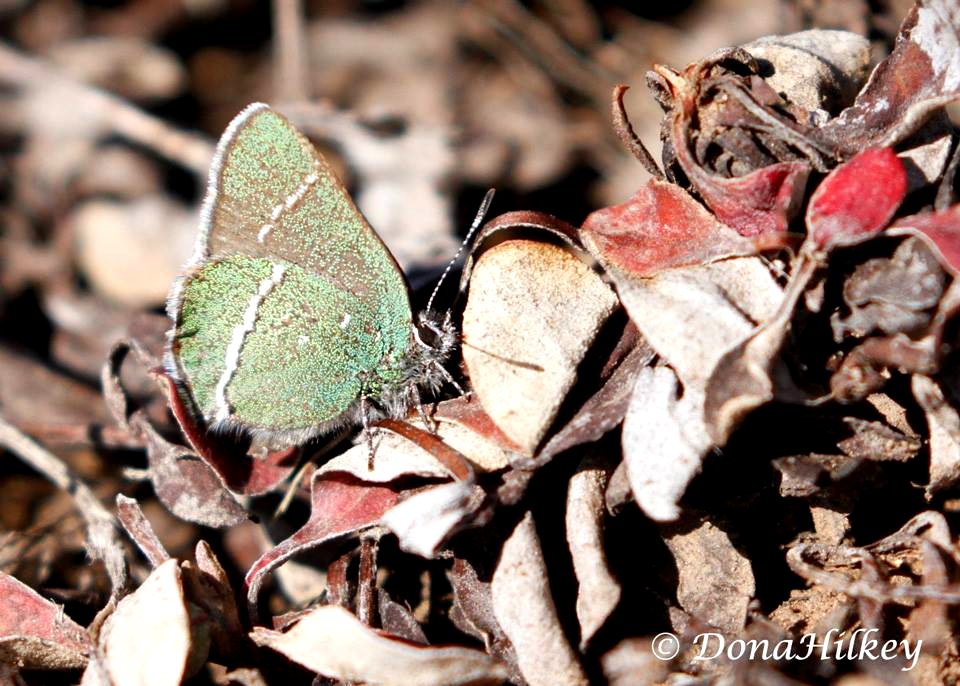 Sheridan's Hairstreak April 15, 2017 on CR 12, Marvine Creek road