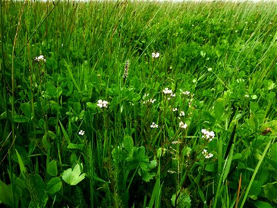 Cardamine parviflora L., 1759