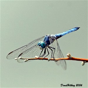 Blue Dasher
