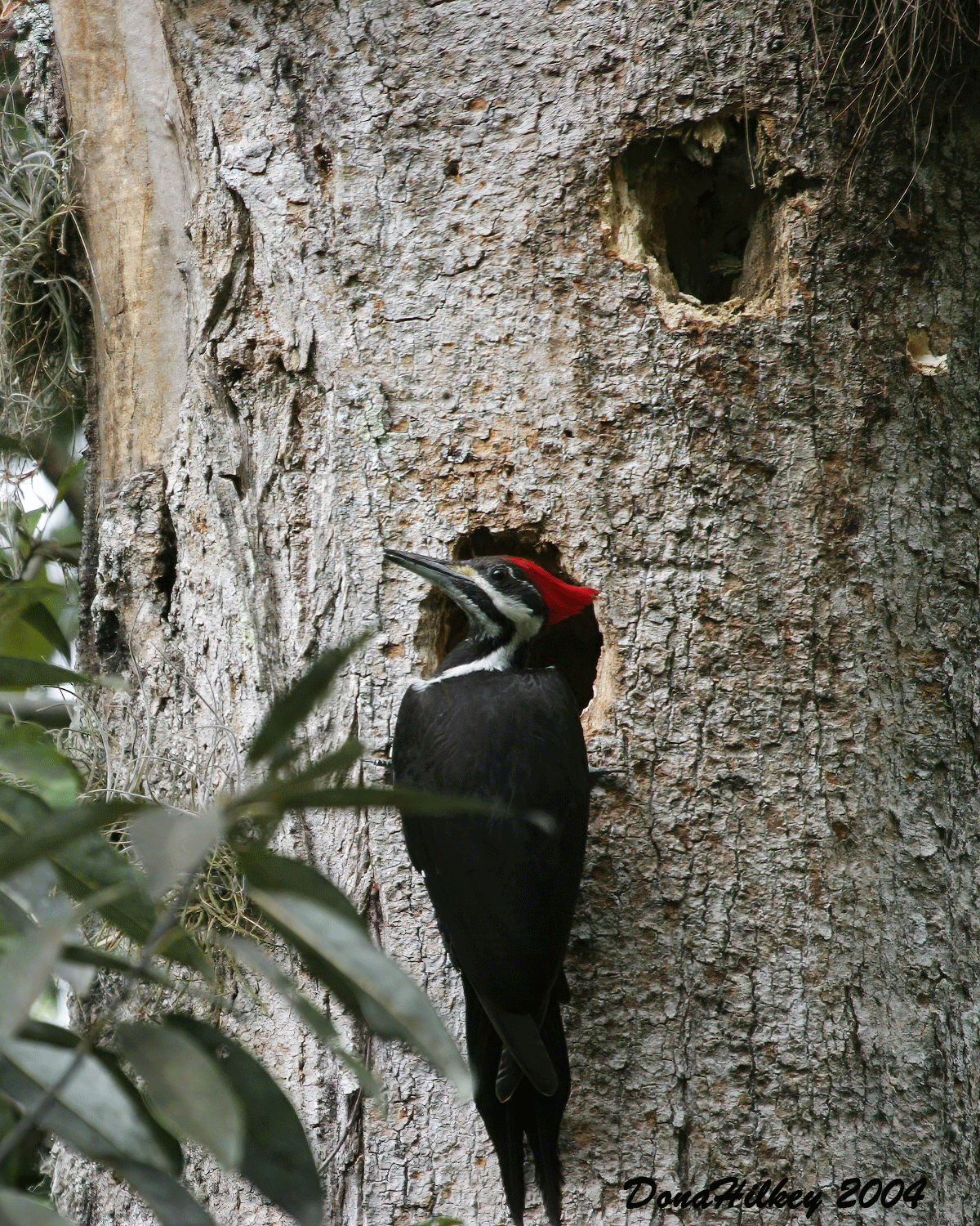 Pileated Woodpecker