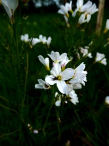 Cardamine pratensis L., 1753