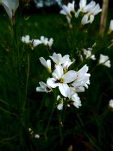 Cardamine pratensis L., 1753 photo