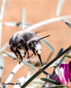Digger Bee