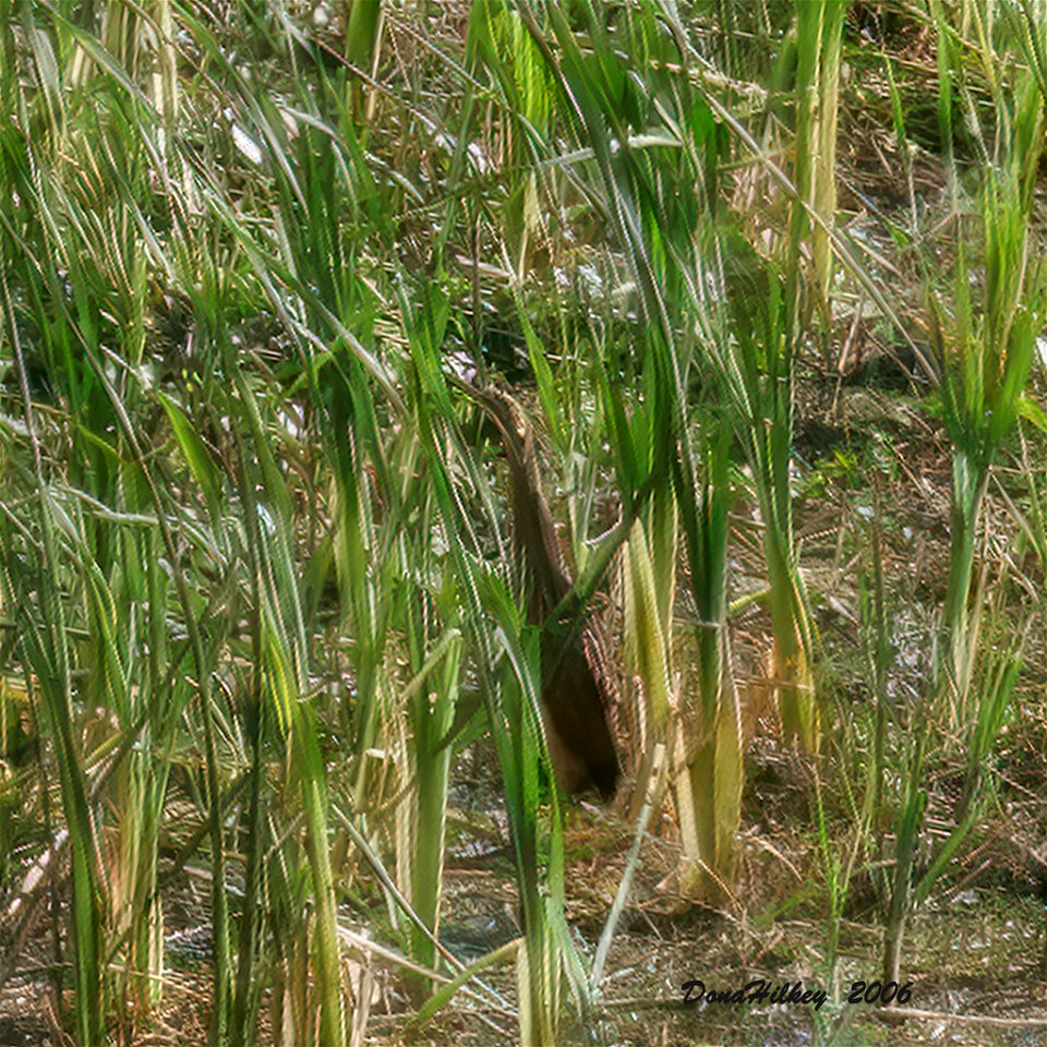 American Bittern