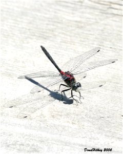 Belted/ Red Waisted Whiteface