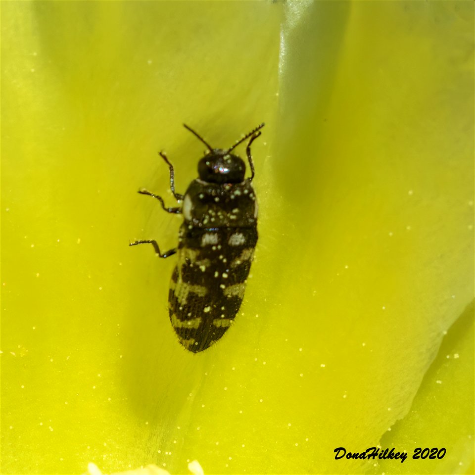 Metallic Wood Boring Beetle,