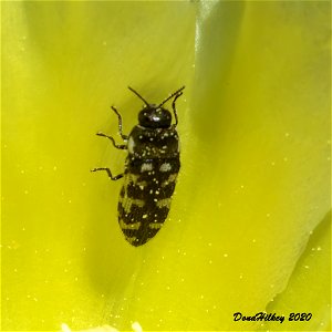 Metallic Wood Boring Beetle,