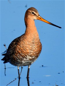 Grutto