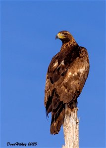 Golden Eagle photo