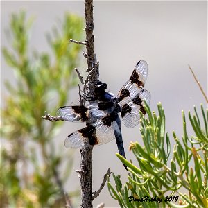 Eight-spotted Skimmer
