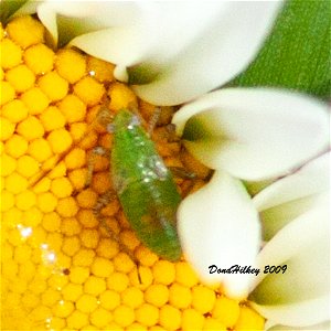 unid plant bug