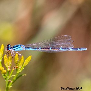 Northern Bluet photo