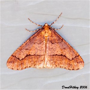 Linden Looper Moth