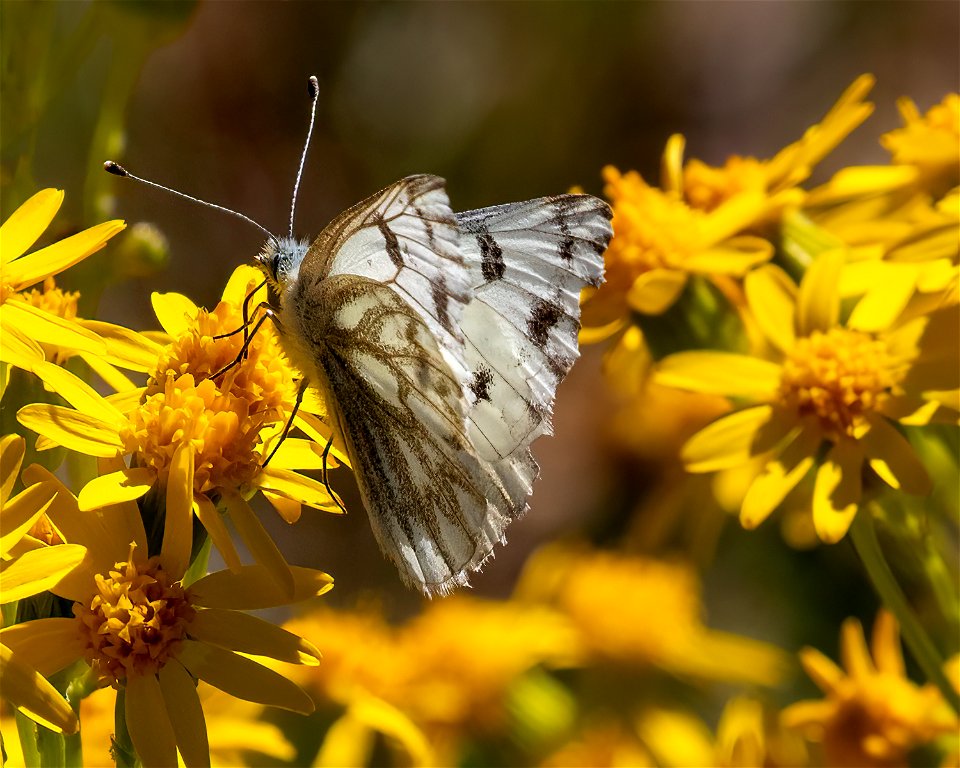 Western White