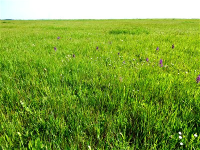 Anacamptis morio (L.) R.M.Bateman, Pridgeon & M.W.Chase, 1997