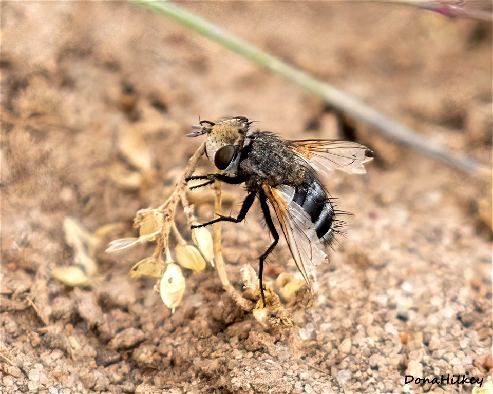 Tachinid Fly (Family Tachinidae)