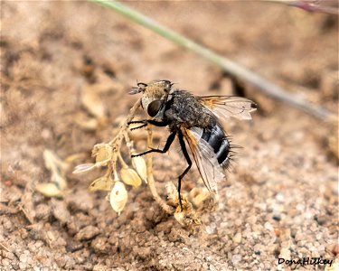 Tachinid Fly (Family Tachinidae)