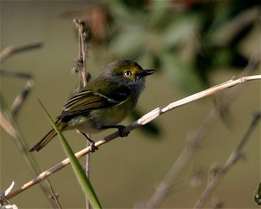 White-eyed Vireo