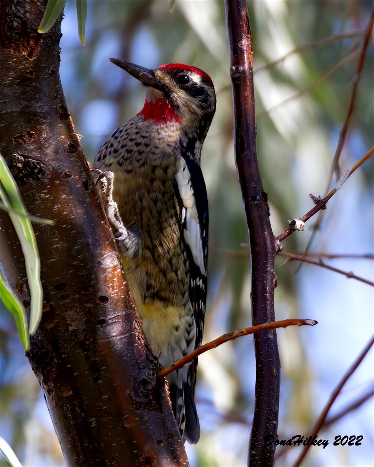 Red-naped Sapsucker
