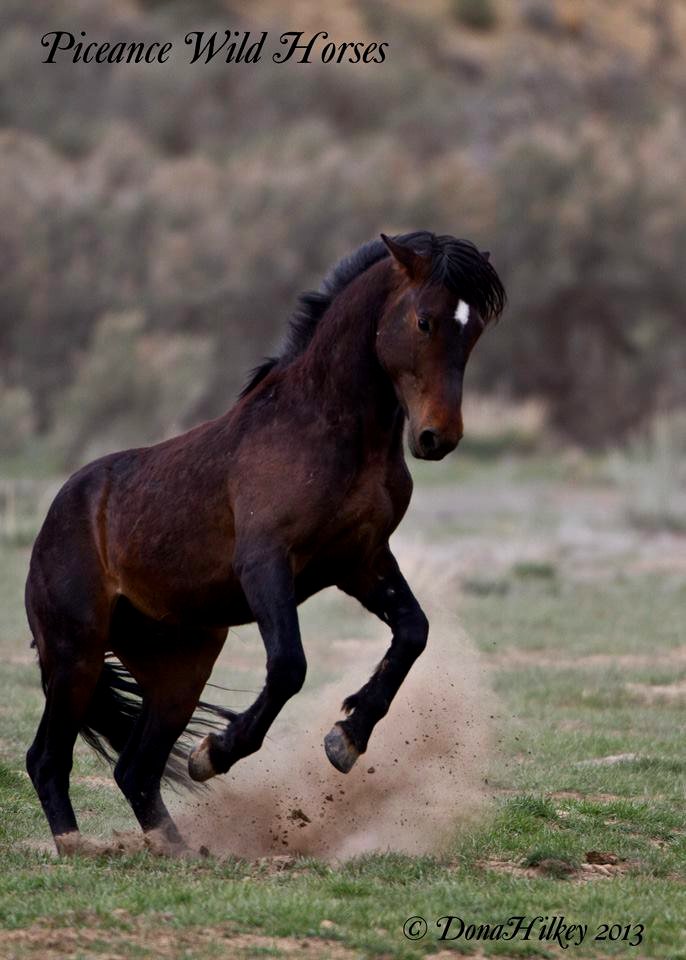 Piceance Wild Horses