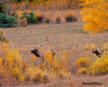elk-10oct2020-SouthFork-5