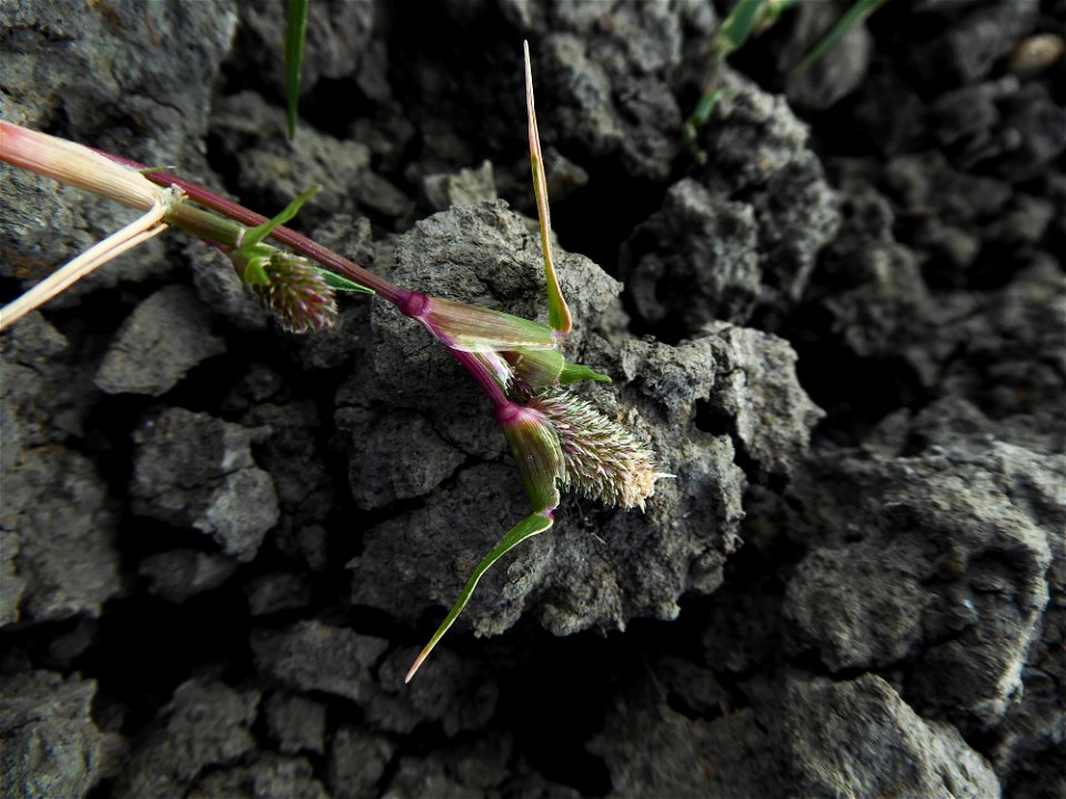 Crypsis schoenoides (L.) Lam., 1791