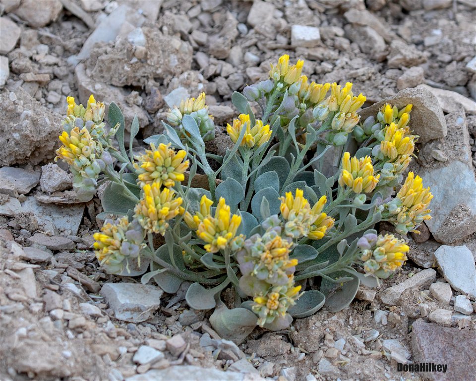 Sharp-leaf Twinpod