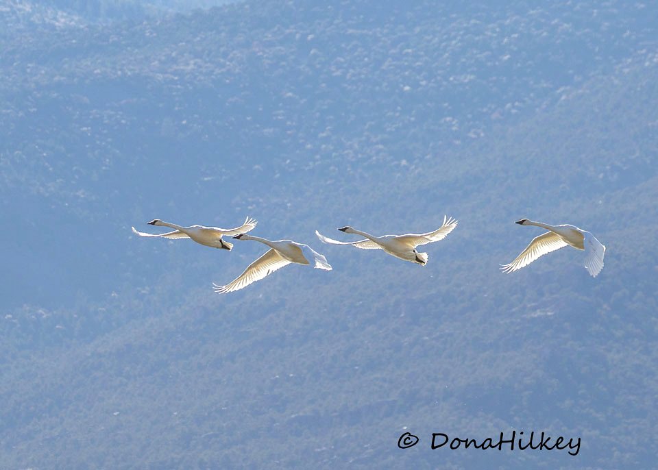 Trumpeter Swans