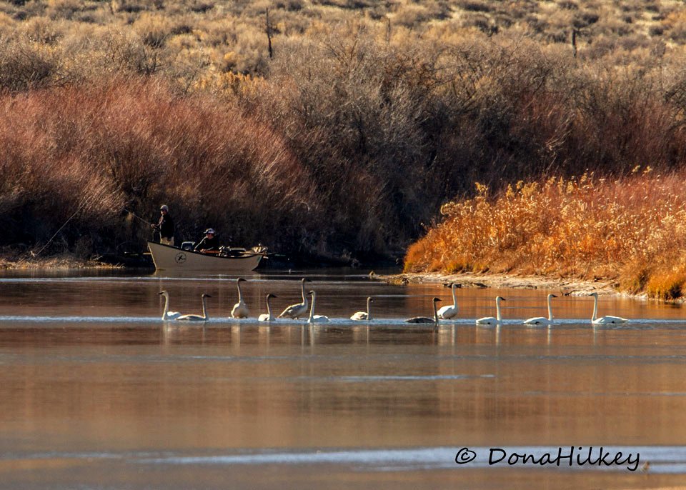 Trumpeter Swans and fishing boat