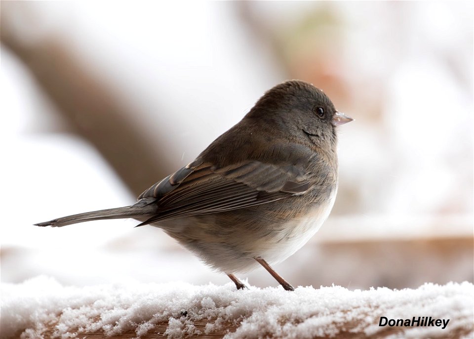 Slate-colored Dark-eyed Junco photo