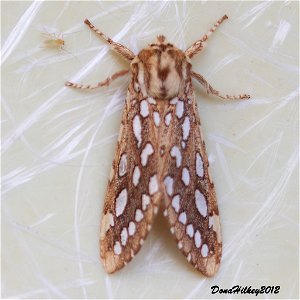 Lophocampa ingens