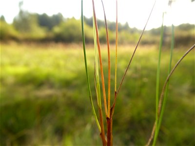 Carex pulicaris L., 1753