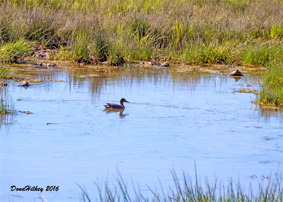Green-winged Teal