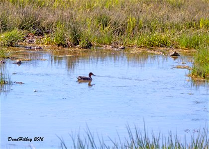 Green-winged Teal