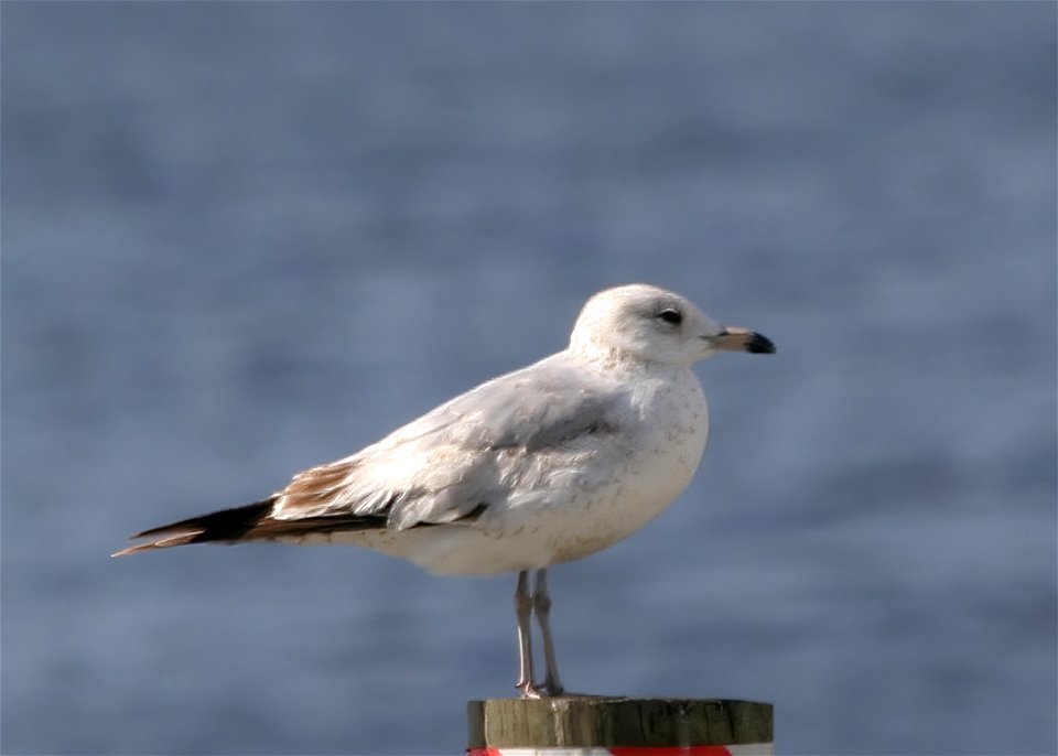 Ring-billed Gull