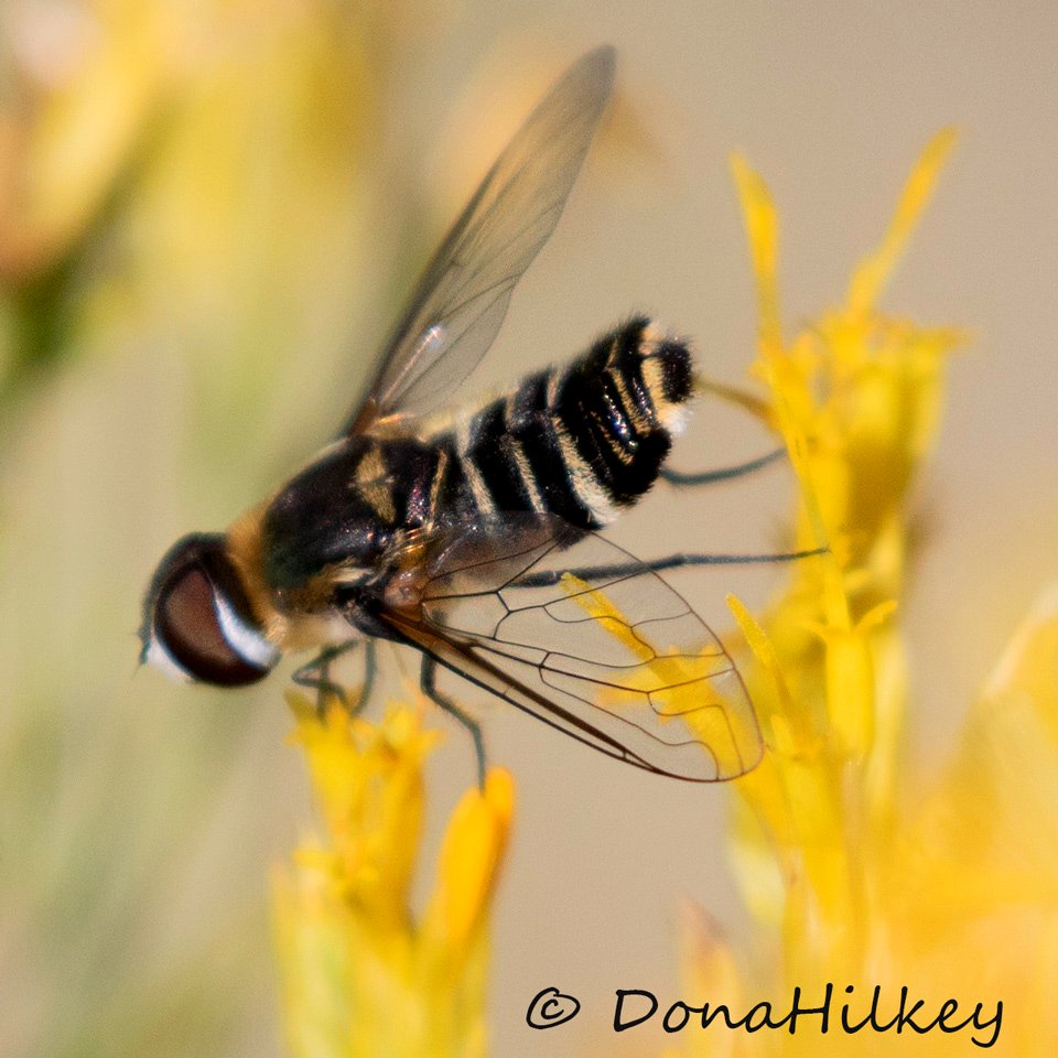 Beefly, Villa lateralis