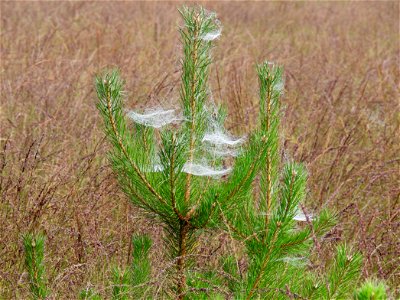 Spinnewebben