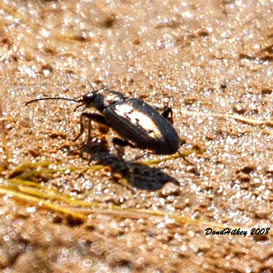 Subgenus Ochthedromus a member of Genus Bembidion