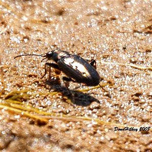Subgenus Ochthedromus a member of Genus Bembidion