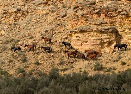 Piceance Wild Horses