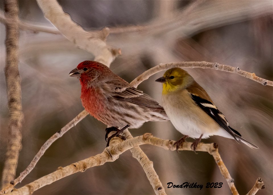 House Finch and American Goldfinch